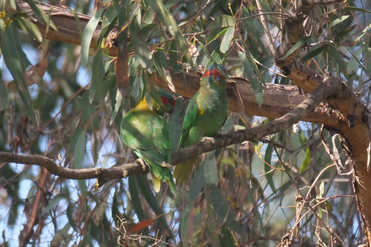 Musk Lorikeet - ML626697293