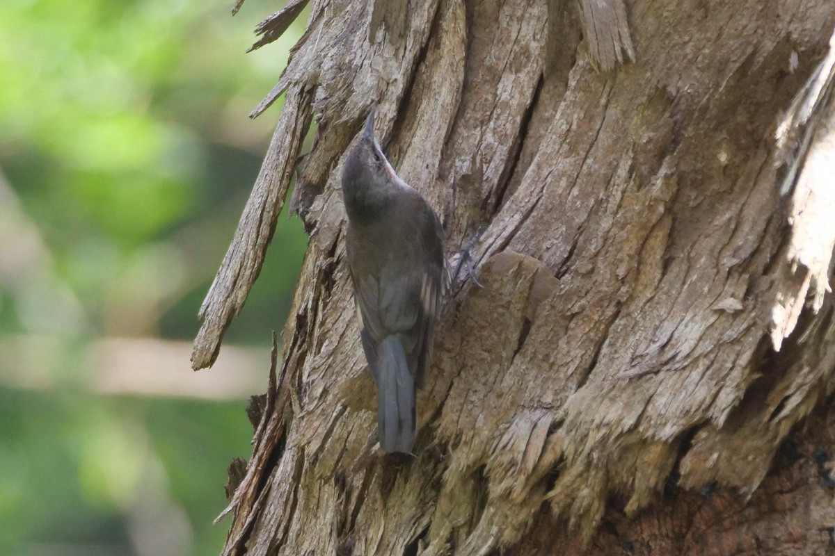 White-throated Treecreeper - ML626697303
