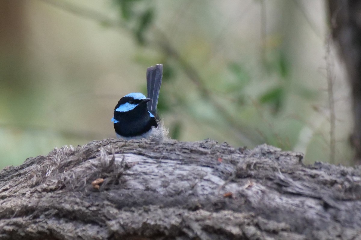 Superb Fairywren - ML626697323