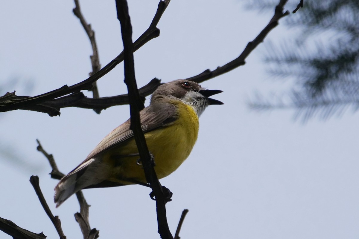 White-throated Gerygone - ML626697329