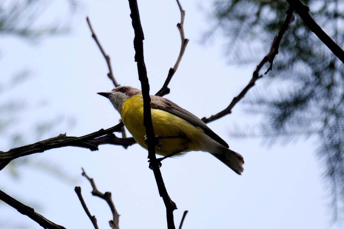 White-throated Gerygone - ML626697332