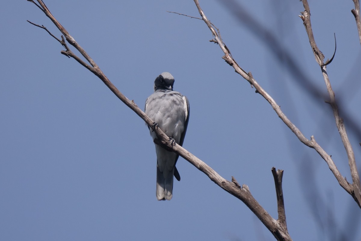 Black-faced Cuckooshrike - ML626697338