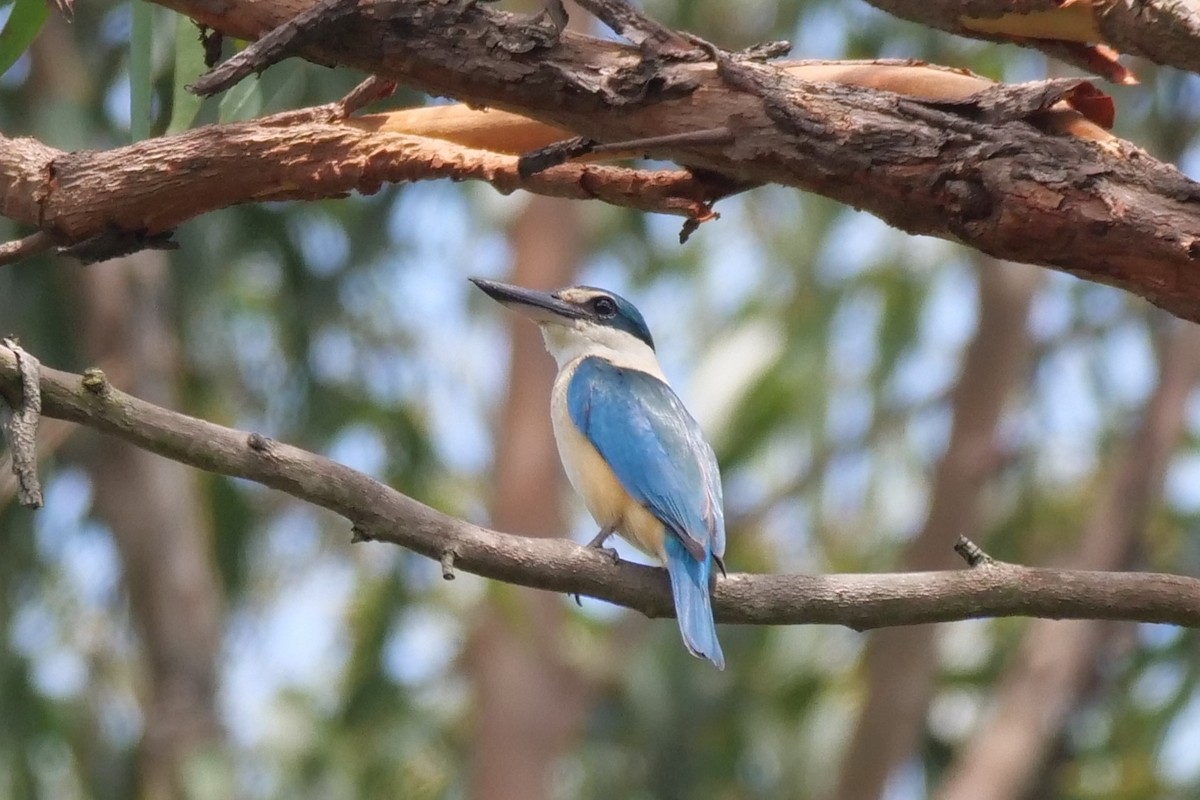 Sacred Kingfisher - ML626697357