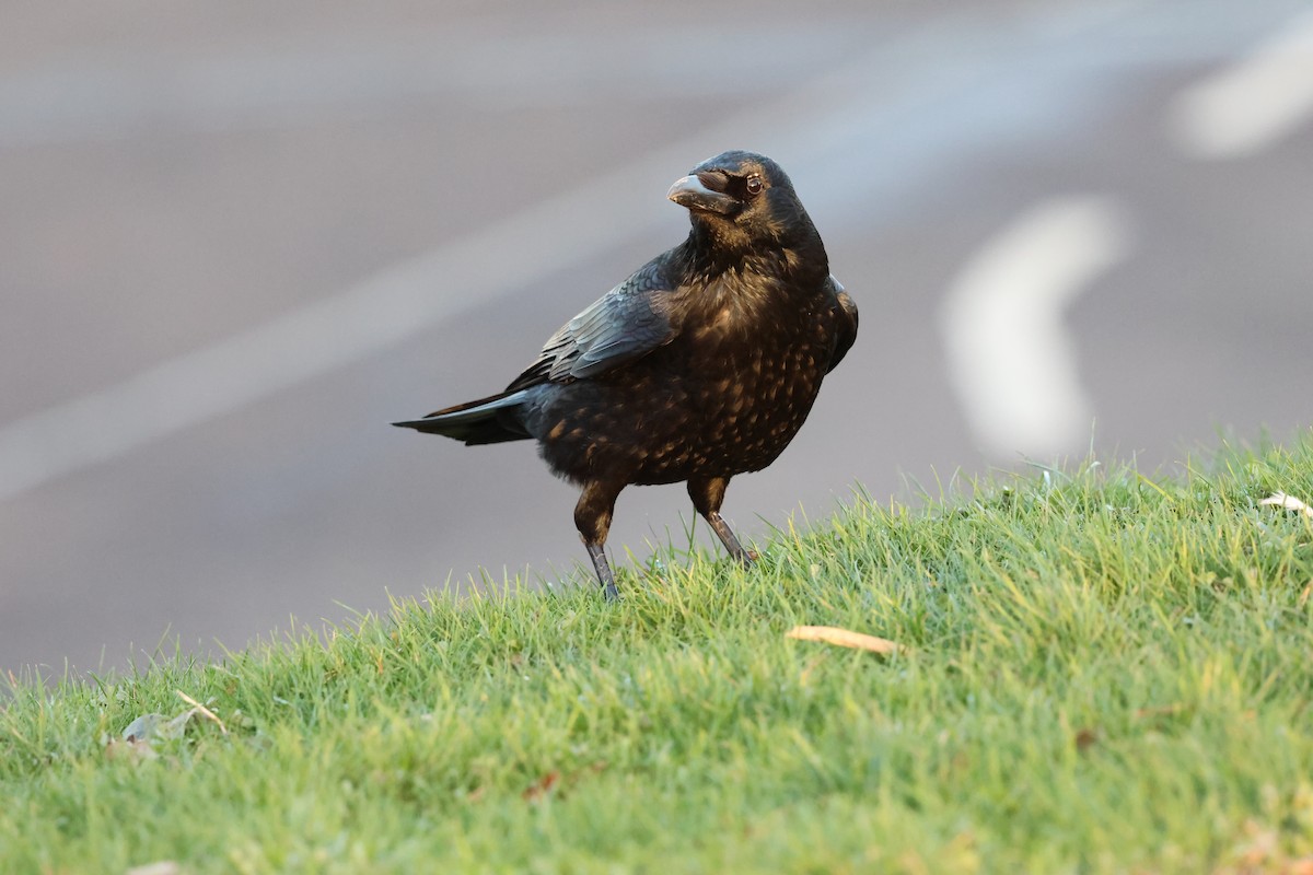 Carrion Crow - ML626697381