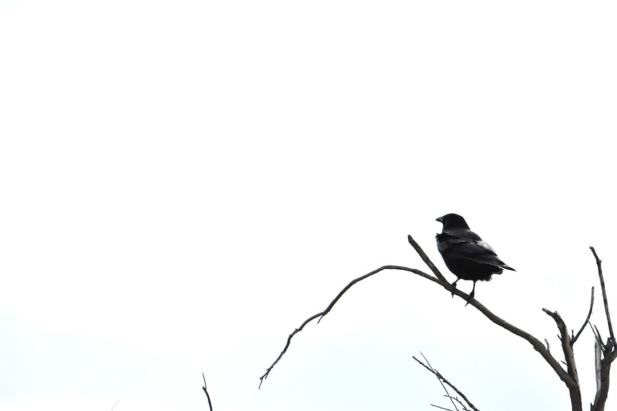 Carrion Crow - ML626697637