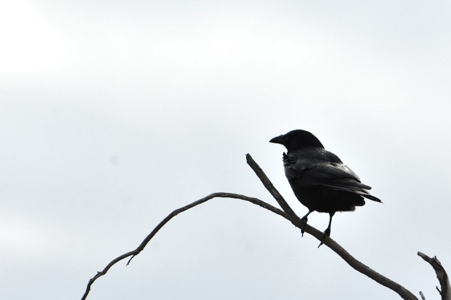 Carrion Crow - ML626697638