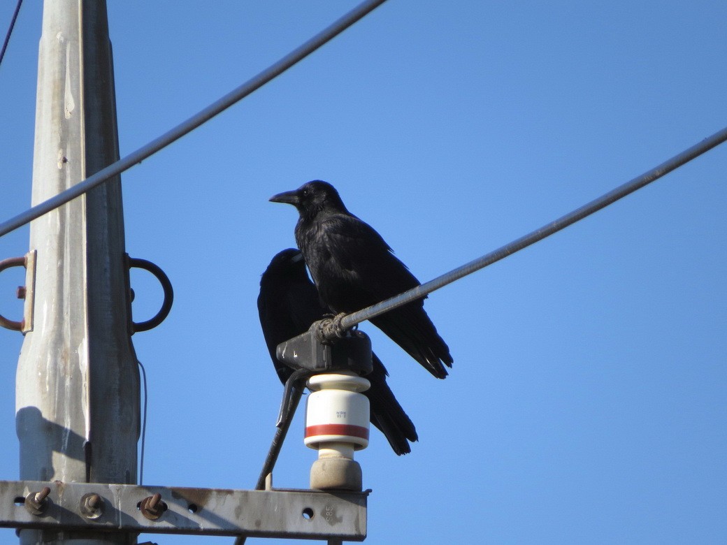 Carrion Crow - ML626697666