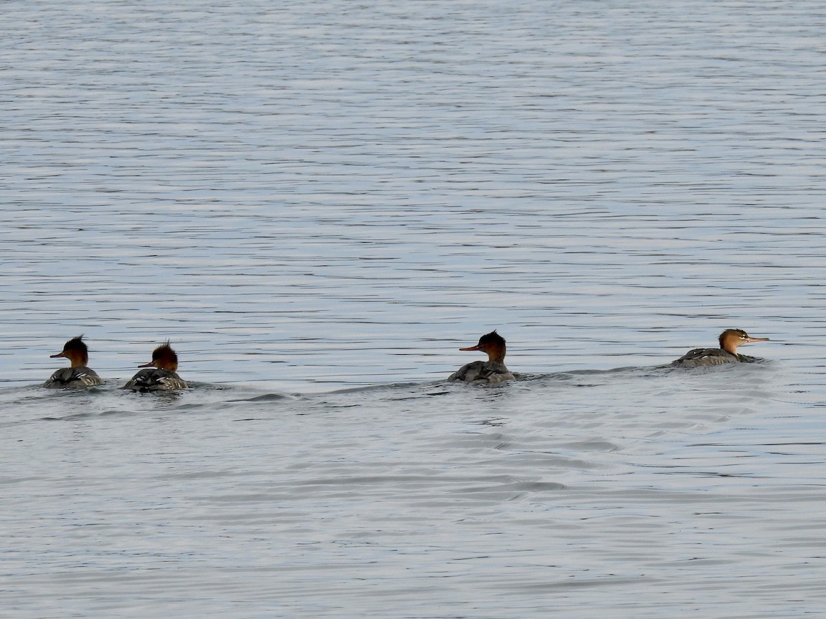 Red-breasted Merganser - ML626697751