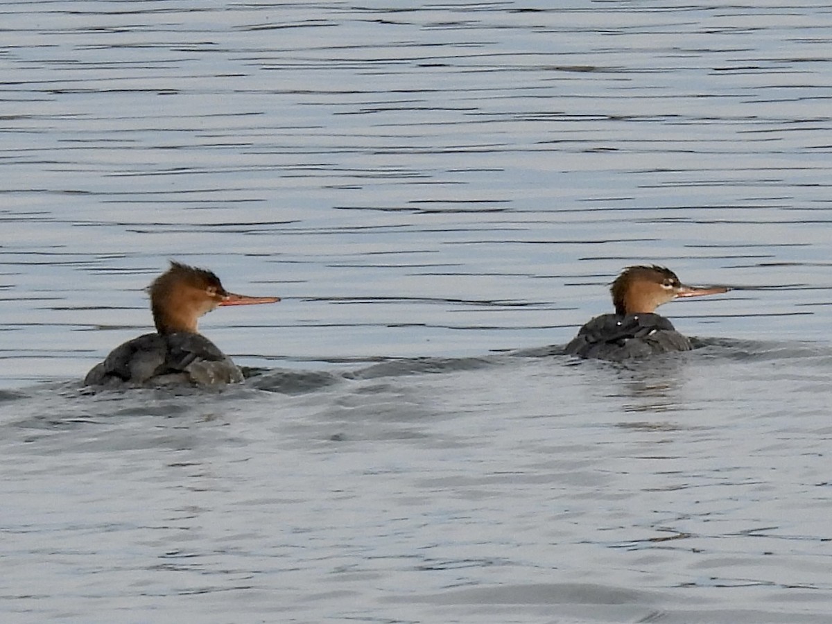Red-breasted Merganser - ML626697762