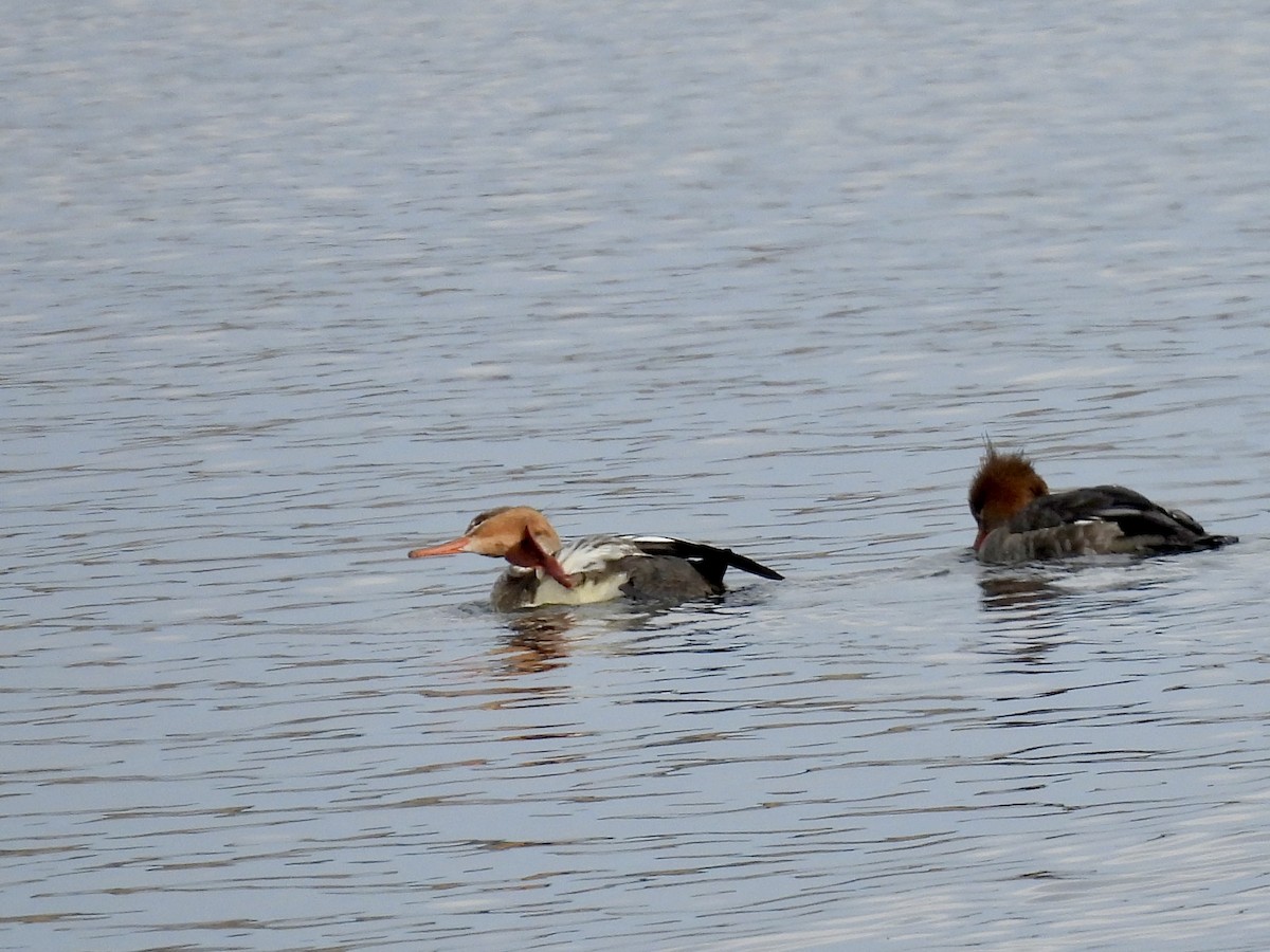 Red-breasted Merganser - ML626697763