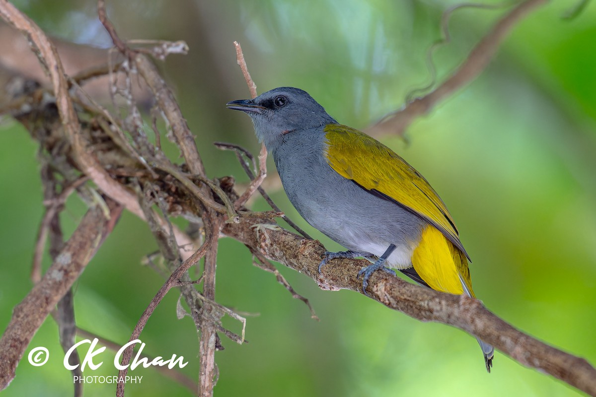 Gray-bellied Bulbul - ML626697876