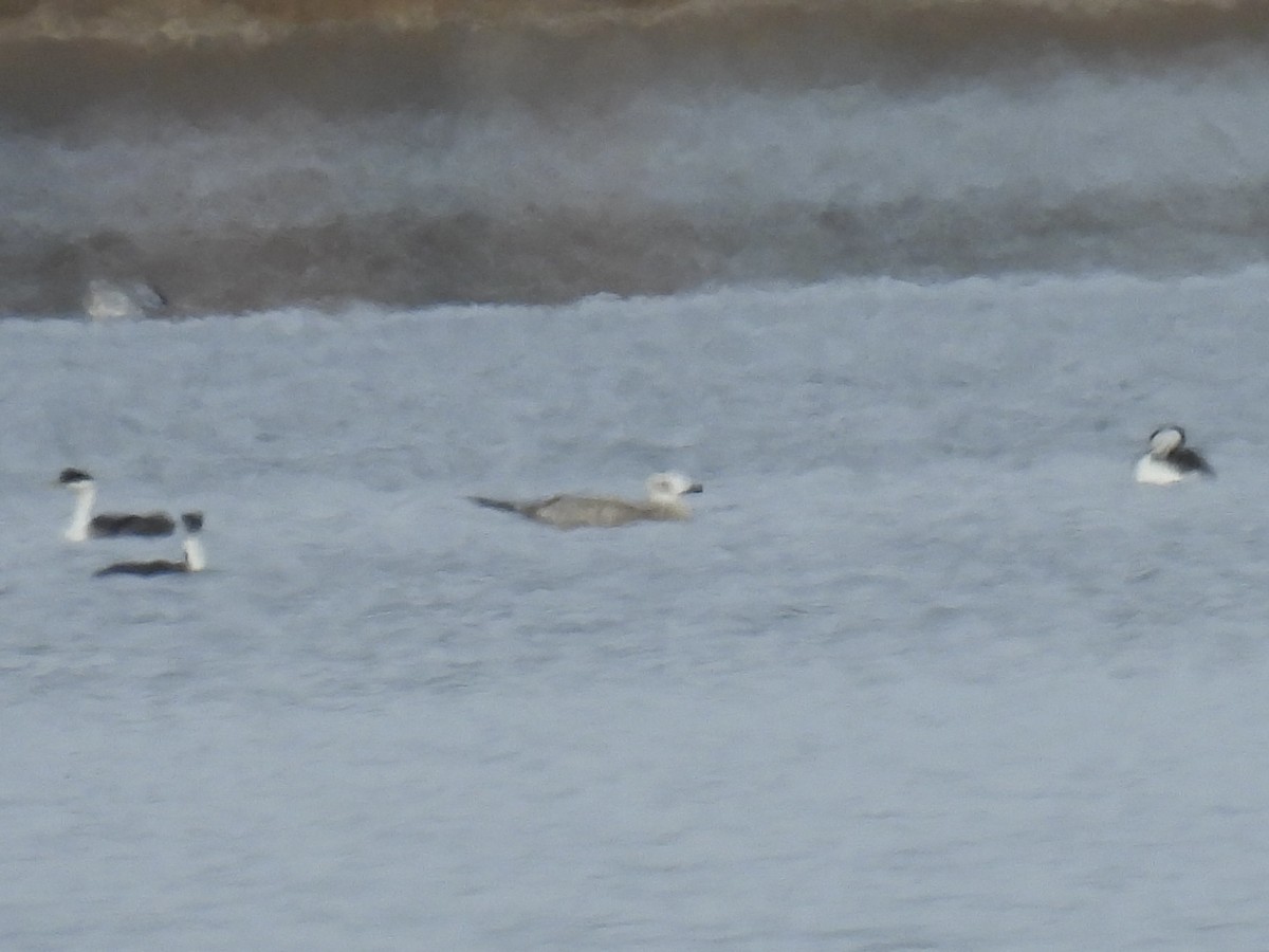 Lesser Black-backed Gull - ML626697913
