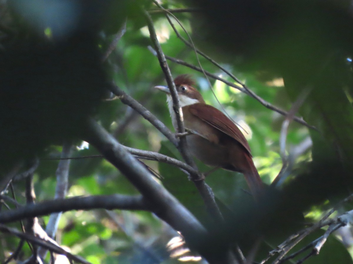 Pernambuco Foliage-gleaner - ML626697997