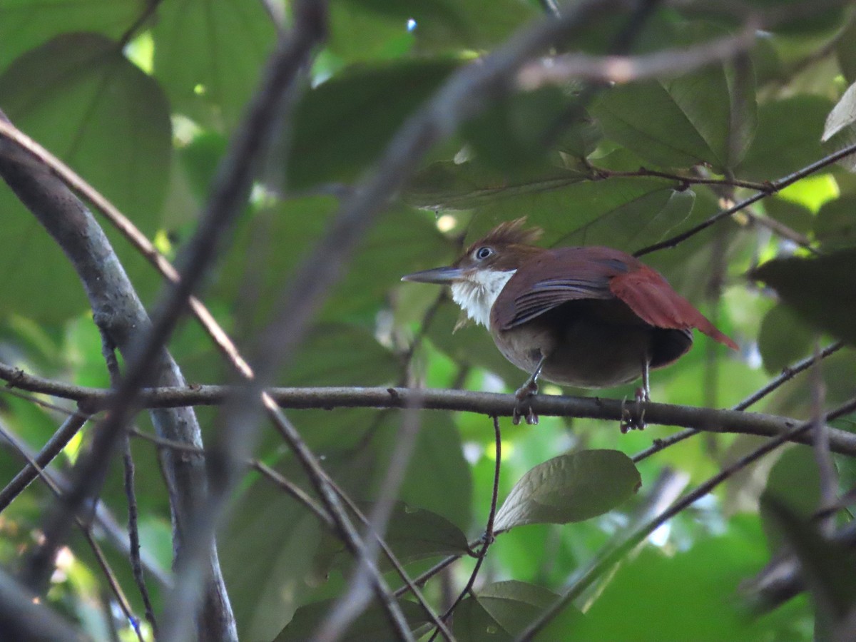 Pernambuco Foliage-gleaner - ML626697998