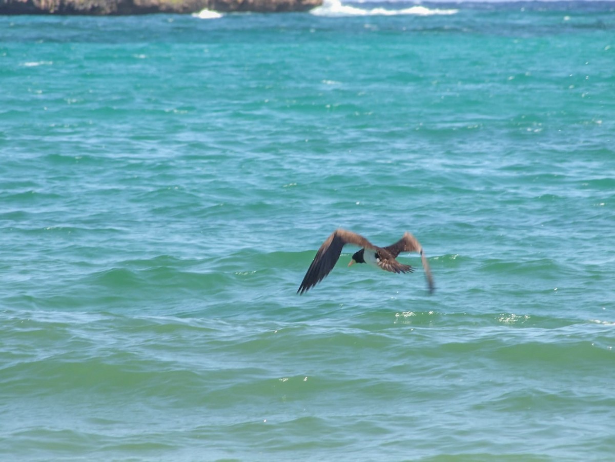 Brown Booby - ML626698003
