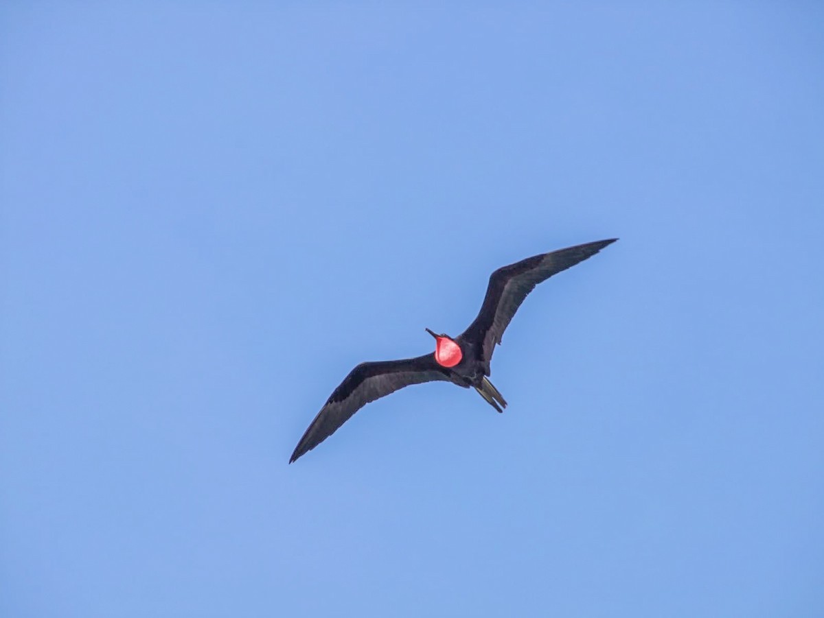 Magnificent Frigatebird - ML626698019
