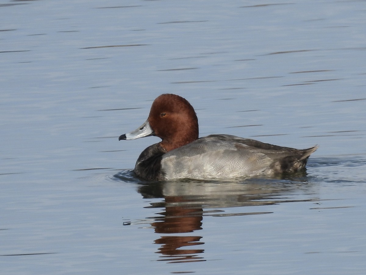 Redhead - ML626698096