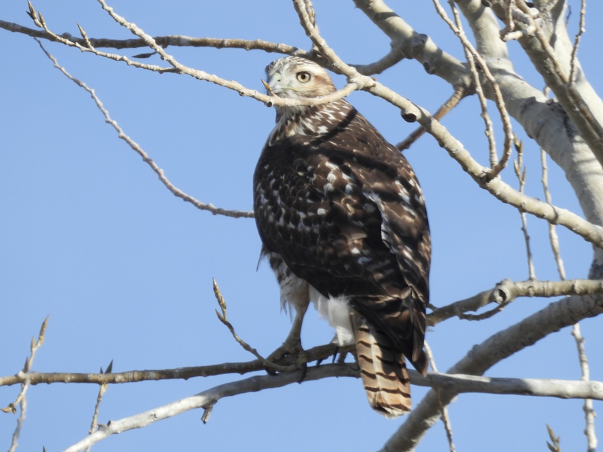 Red-tailed Hawk - ML626698356