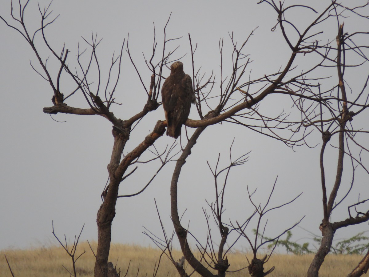 Greater Spotted Eagle - ML626698399