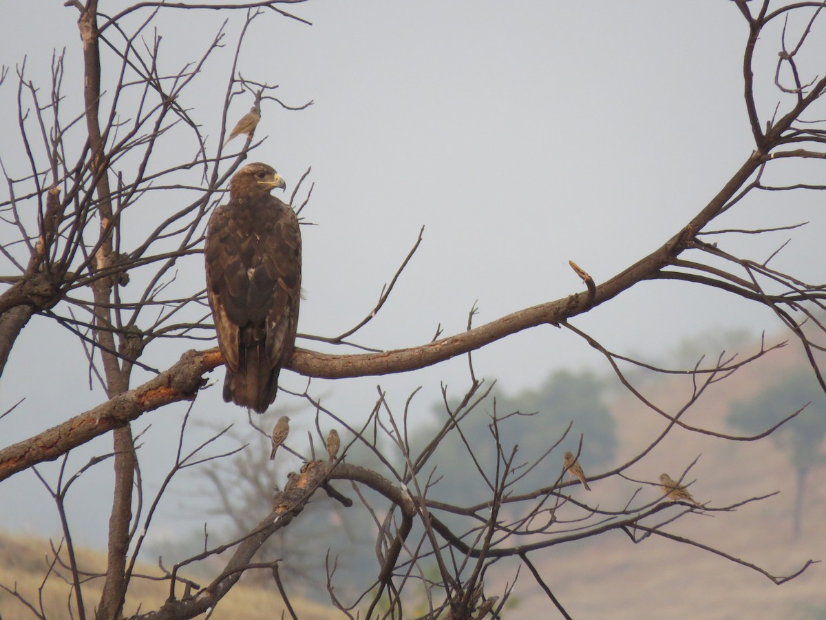 Greater Spotted Eagle - ML626698400