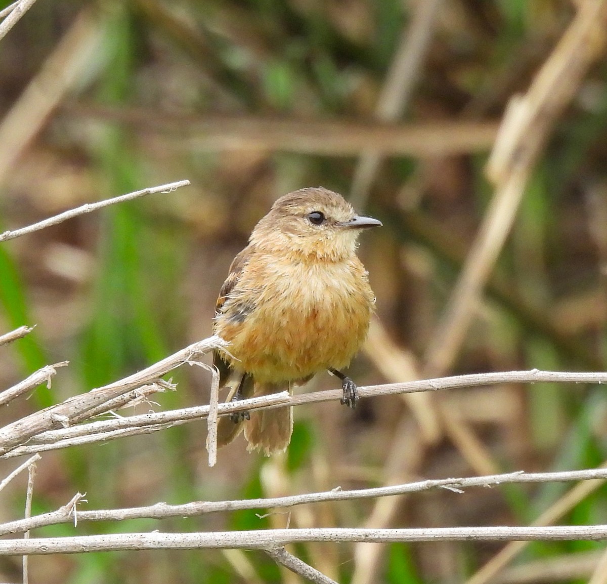 Rufescent Flycatcher - ML626698452