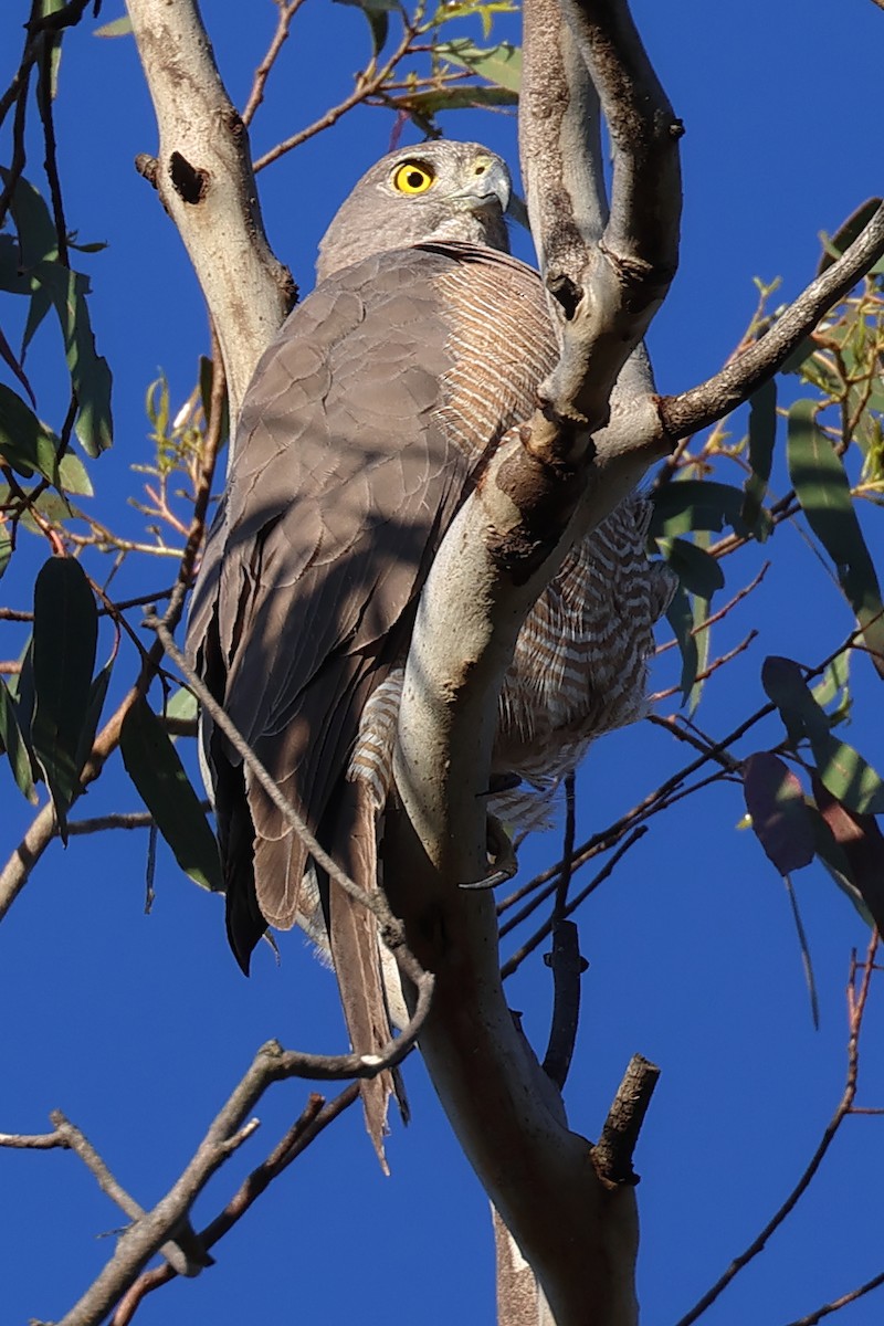 Brown Goshawk - ML626698497