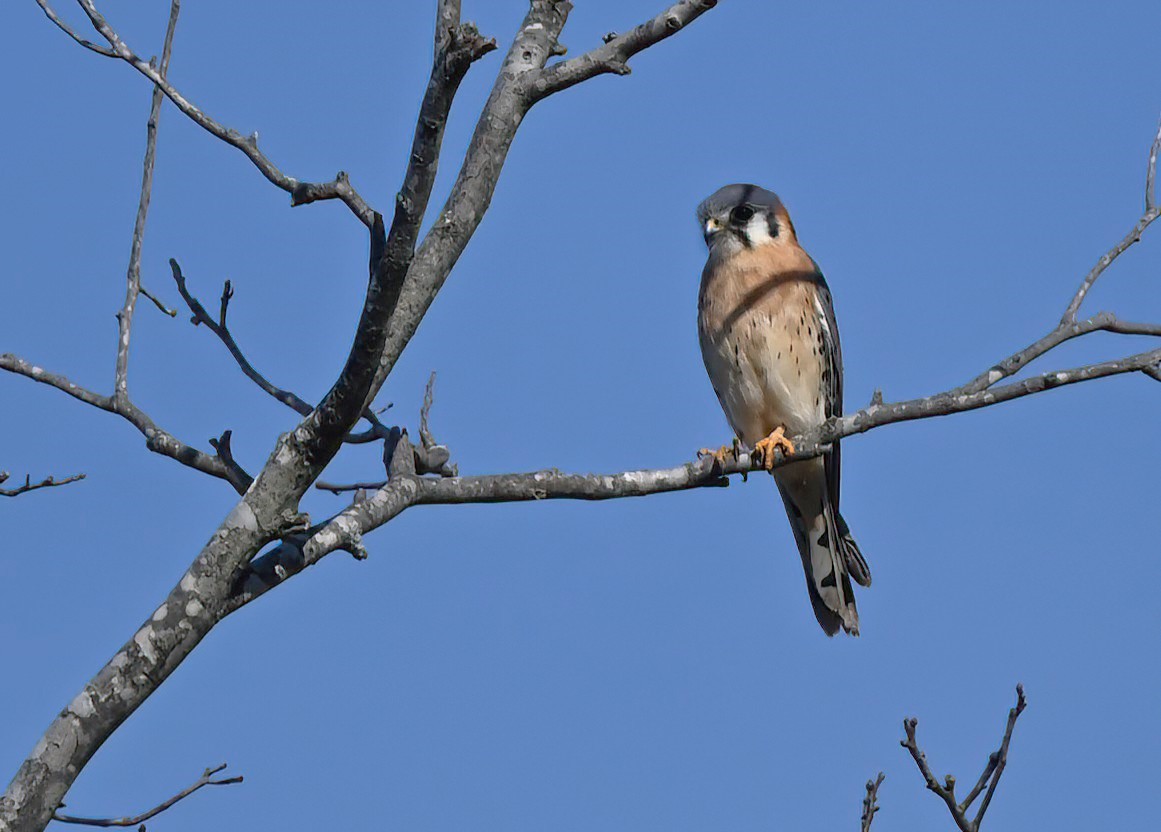 American Kestrel - ML626698498