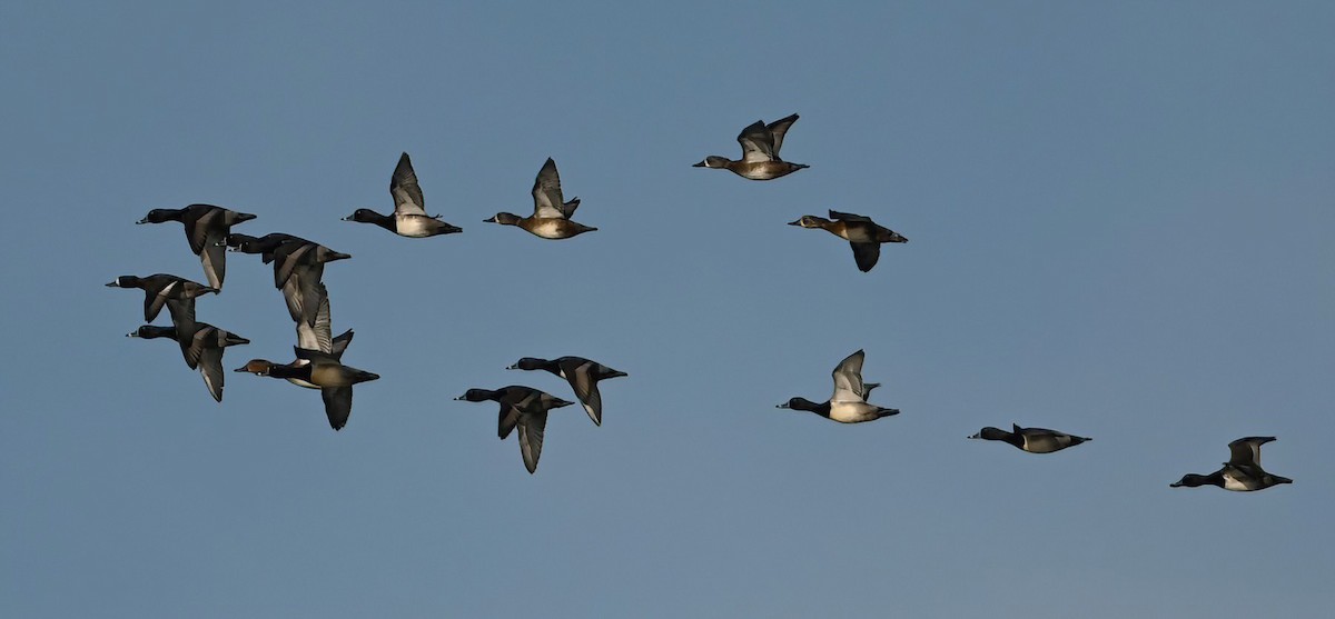 Ring-necked Duck - ML626698502