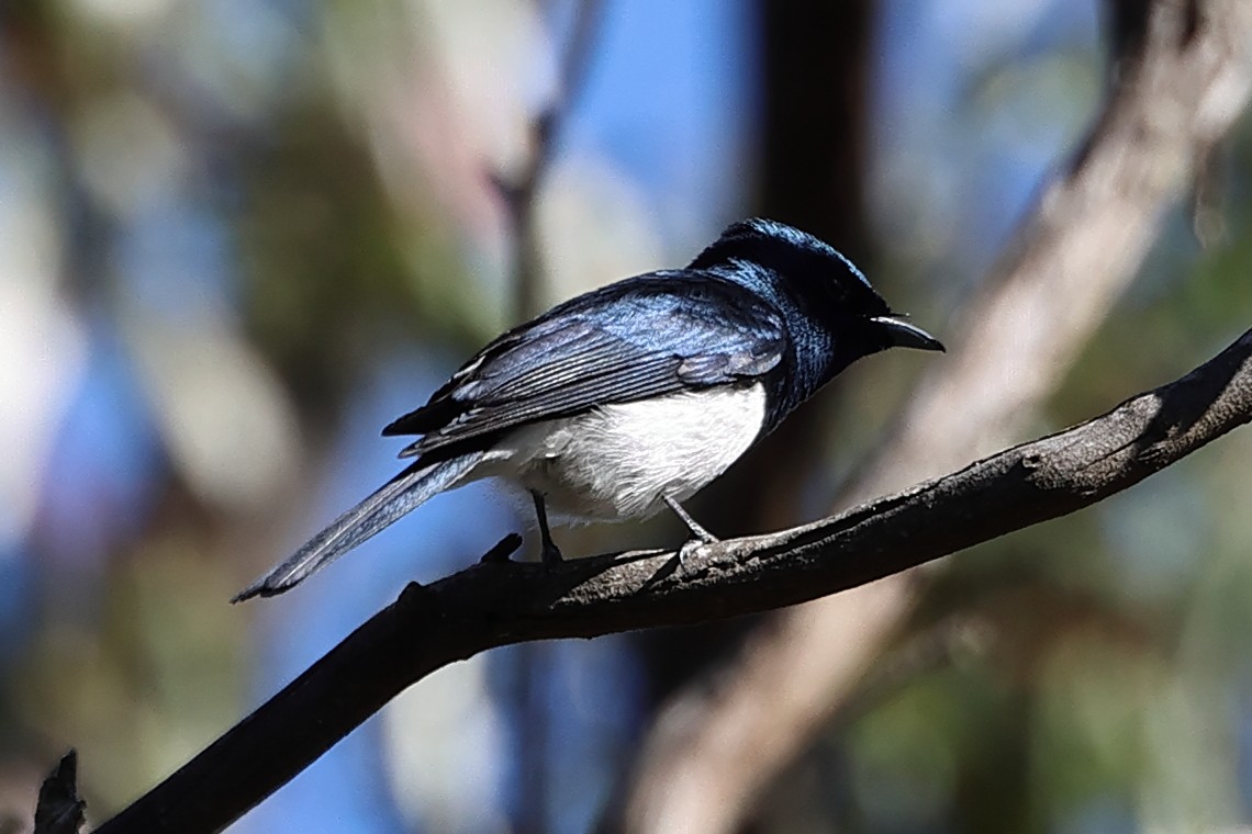 Satin Flycatcher - ML626698506