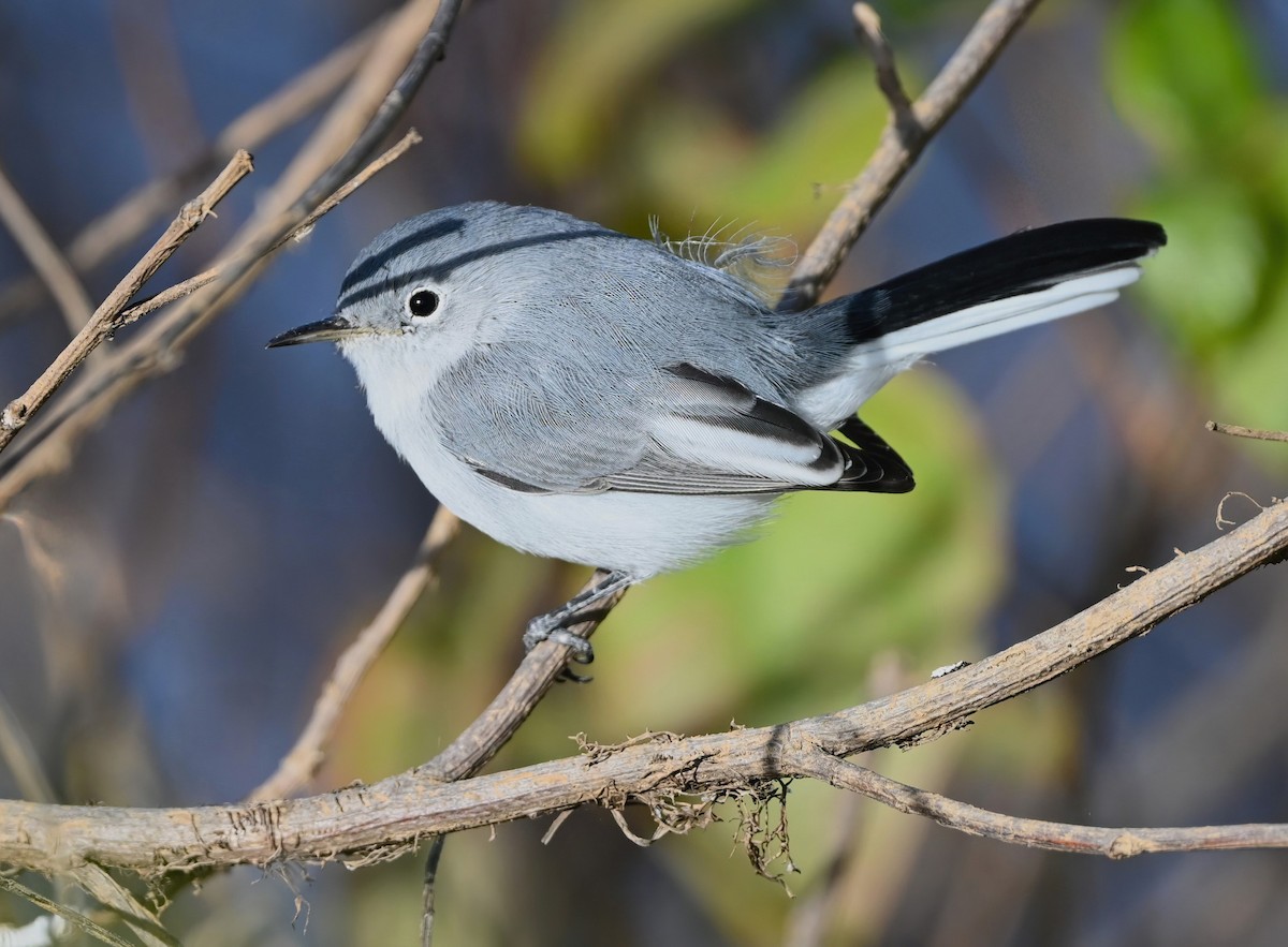 Blue-gray Gnatcatcher - ML626698514