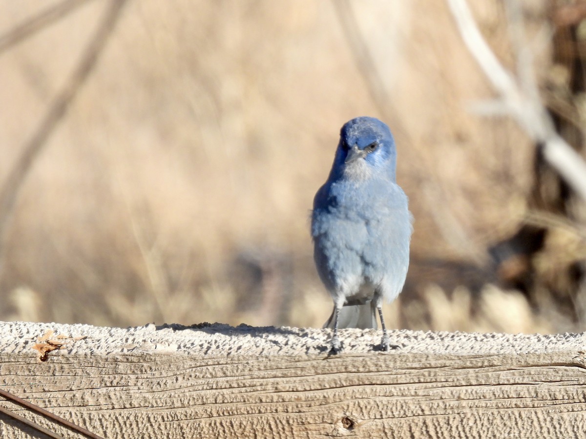 Pinyon Jay - ML626698515