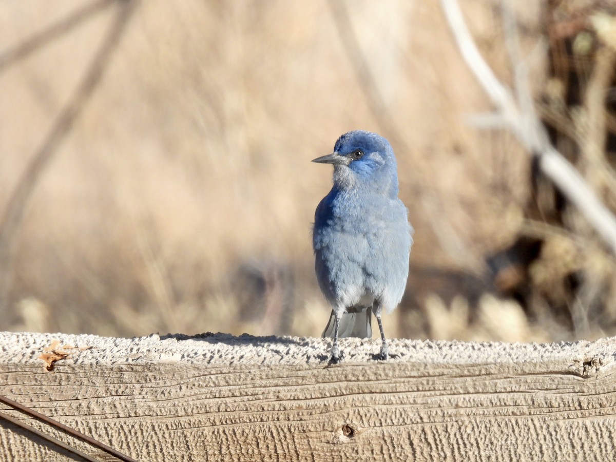 Pinyon Jay - ML626698519