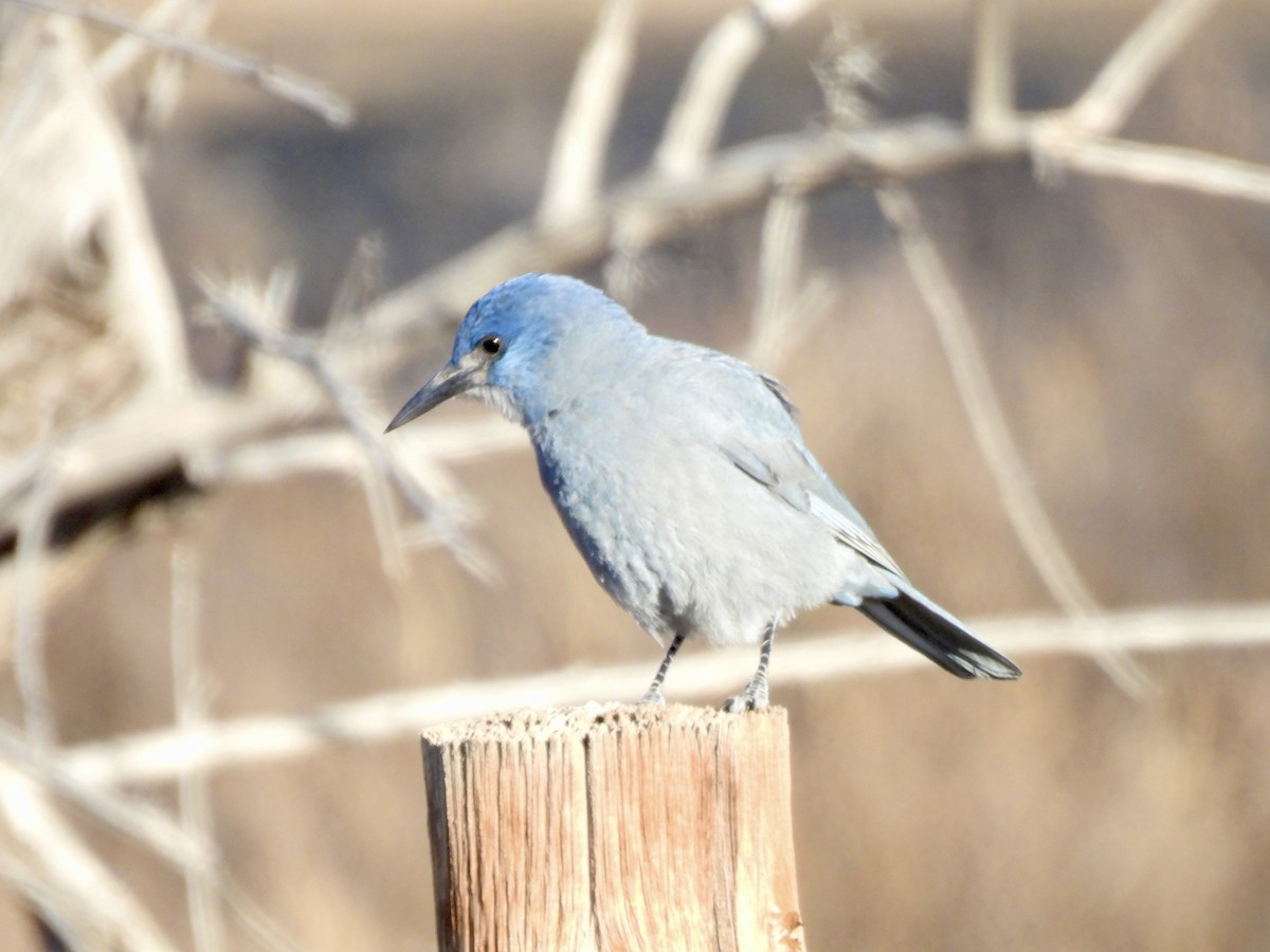 Pinyon Jay - ML626698525