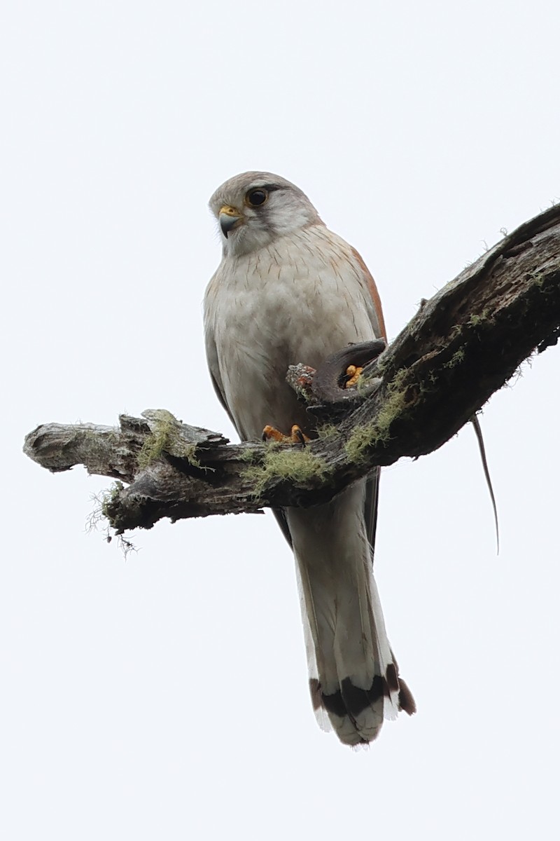 Nankeen Kestrel - ML626698682