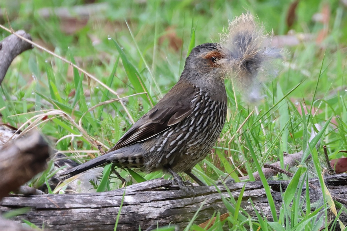 Red-browed Treecreeper - ML626698685