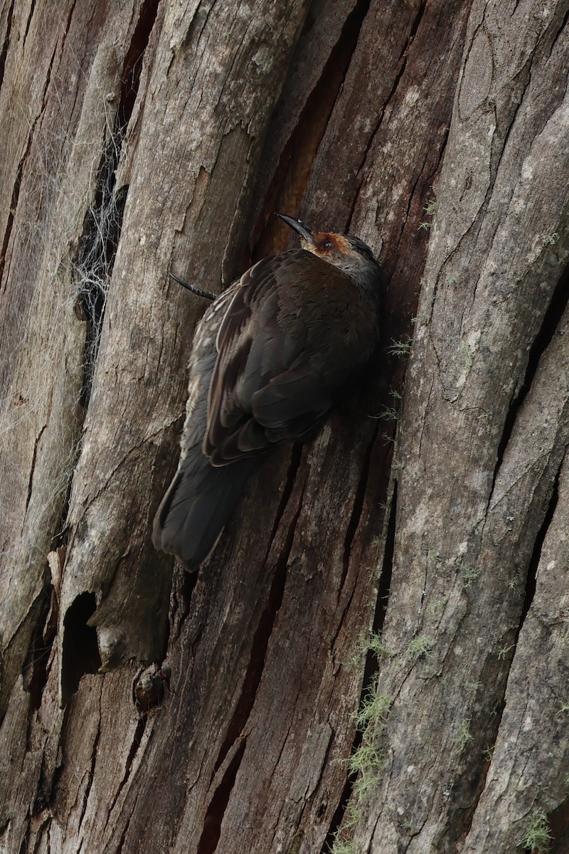 Red-browed Treecreeper - ML626698686