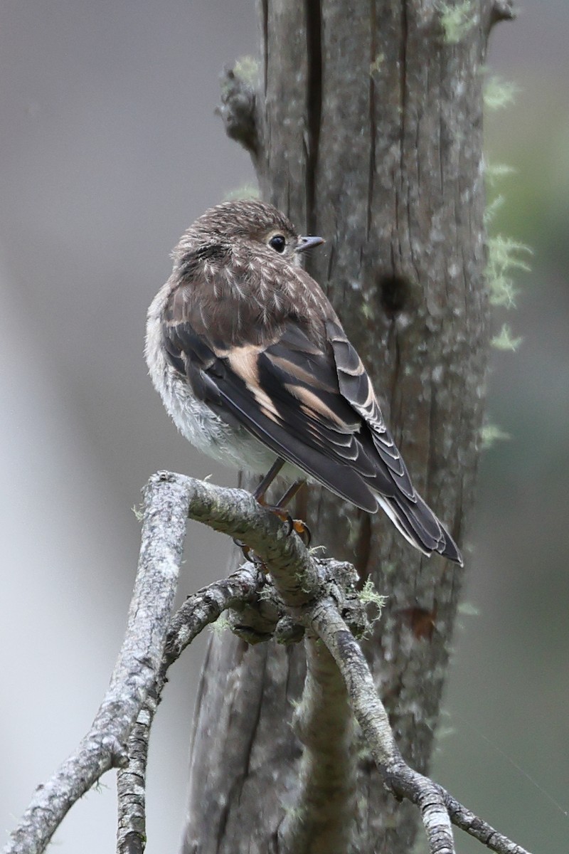 Flame Robin - ML626698711