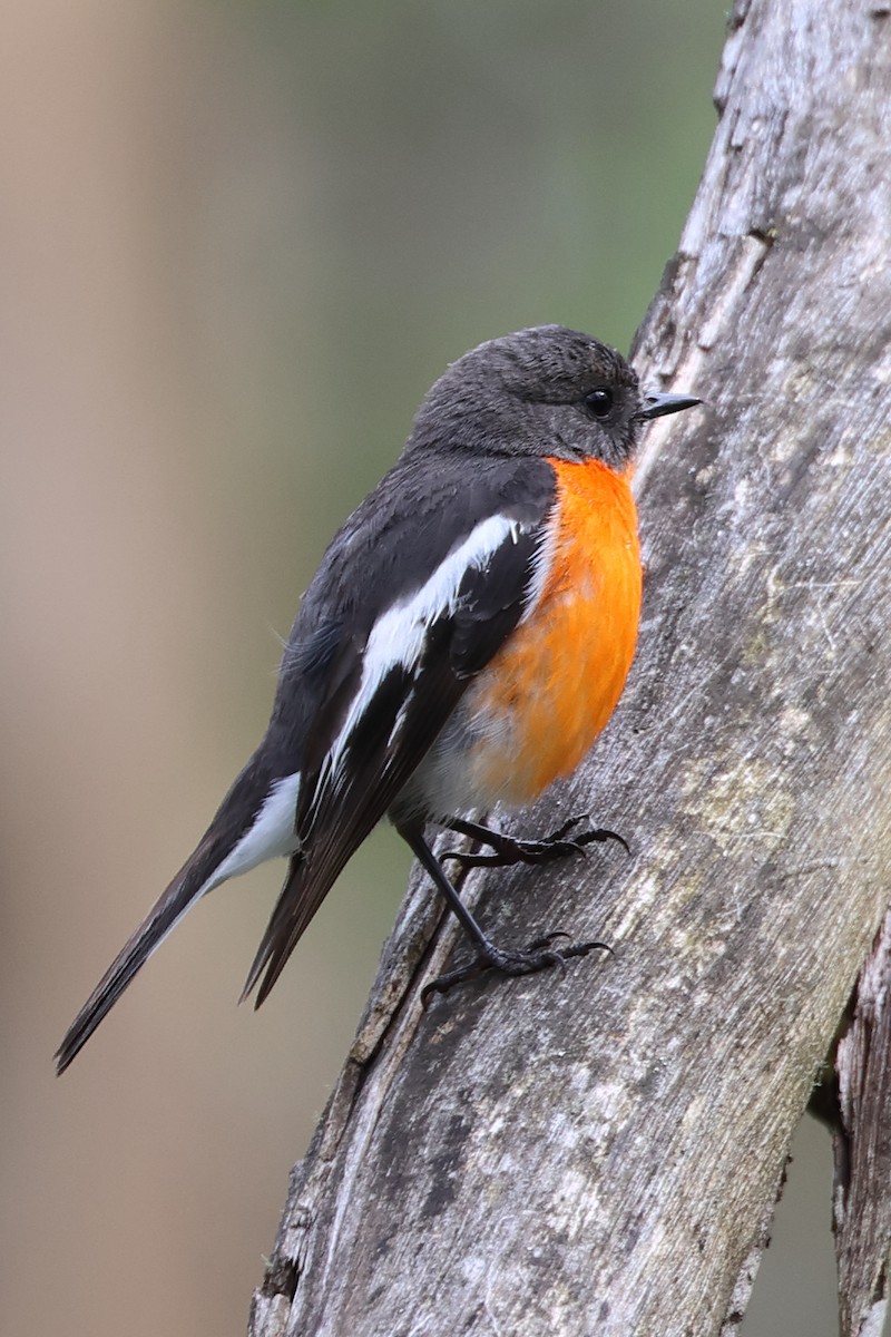 Flame Robin - ML626698713