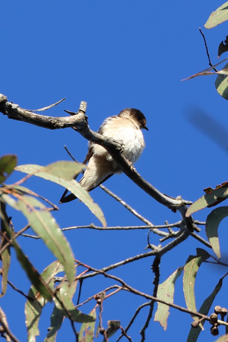Tree Martin - ML626698717