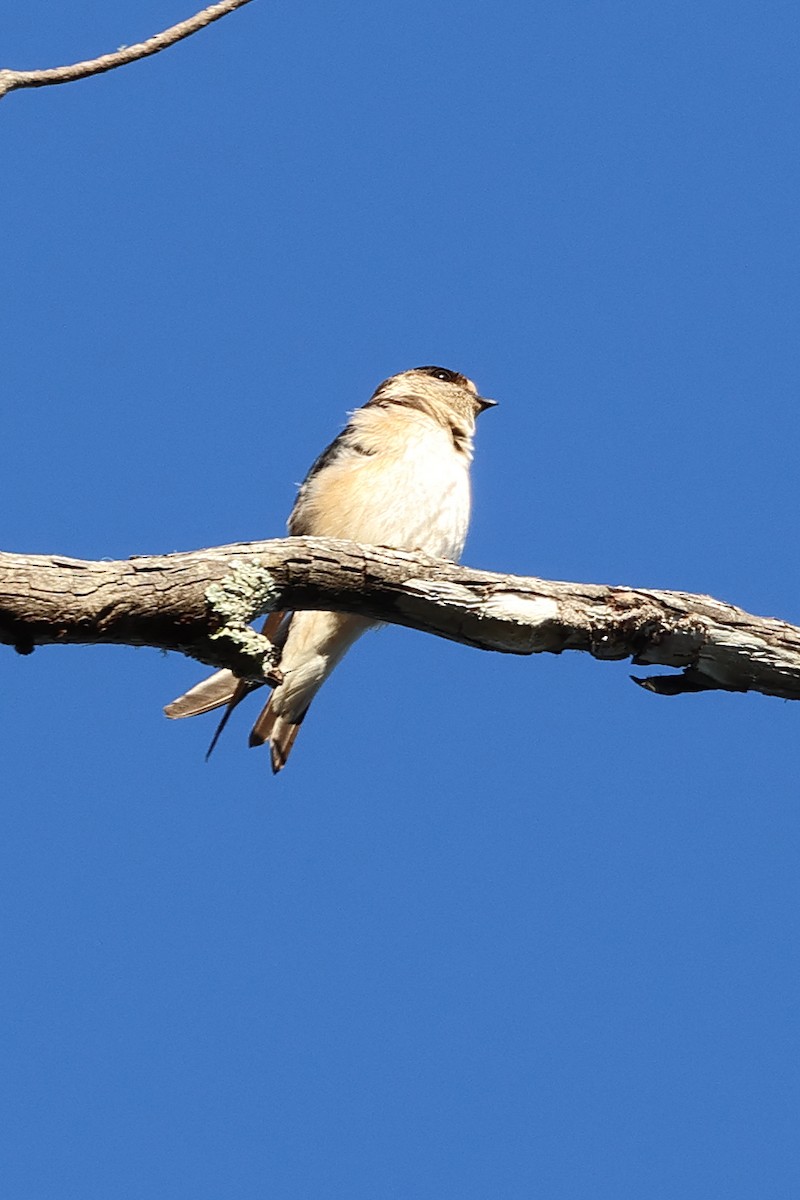 Tree Martin - ML626698718