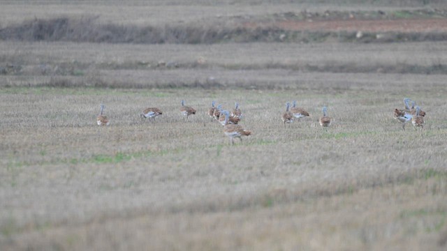 Calandra Lark - ML626698795