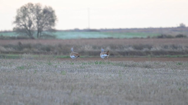 stortrappe - ML626698803