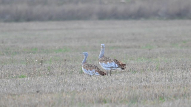 stortrappe - ML626698804