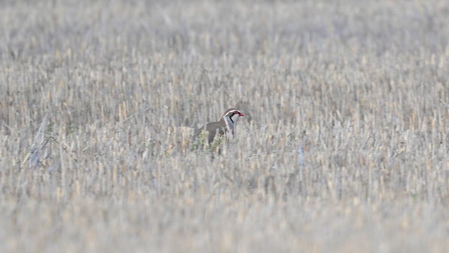 Red-legged Partridge - ML626698807
