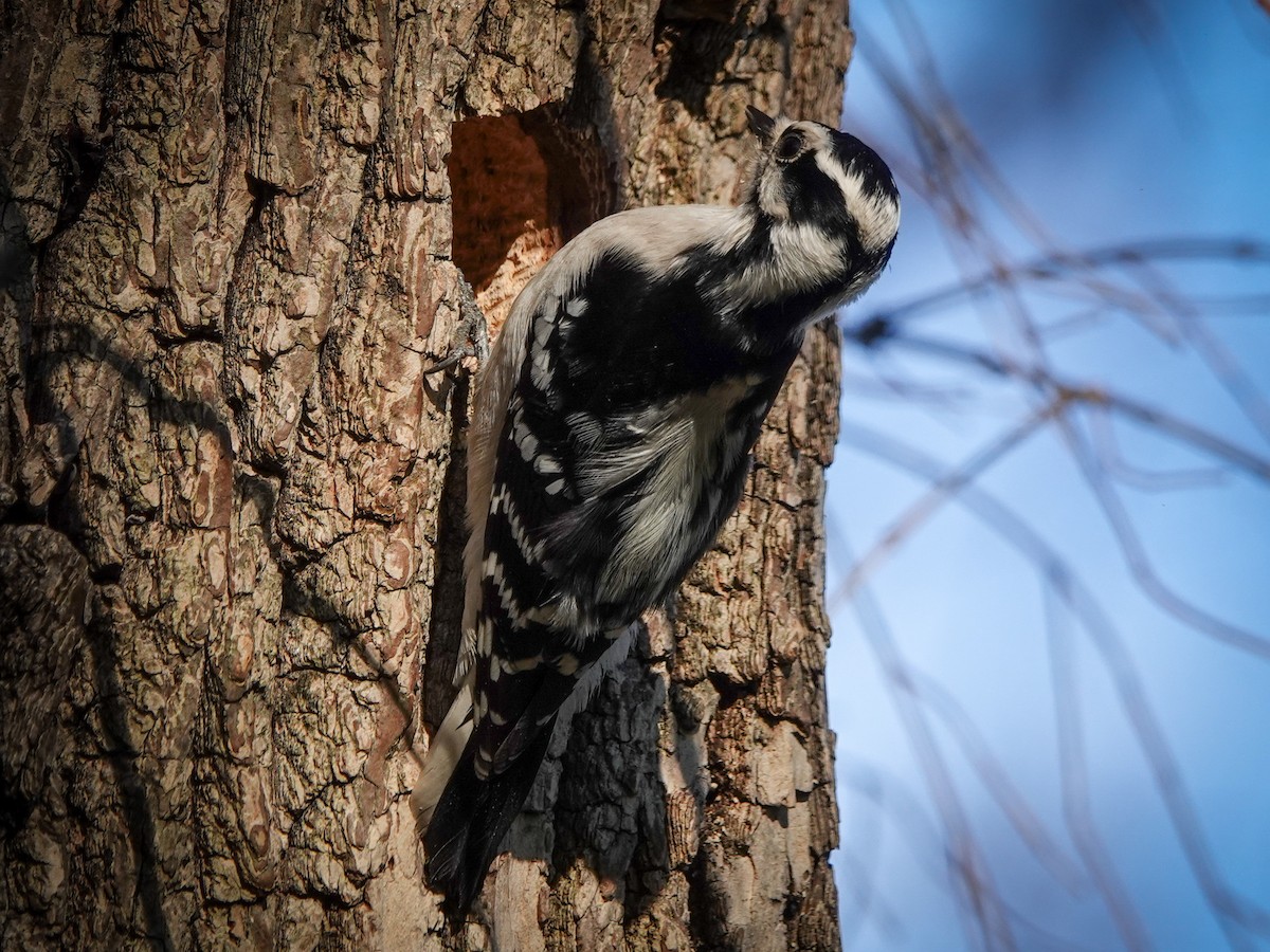 Downy Woodpecker - ML626699067