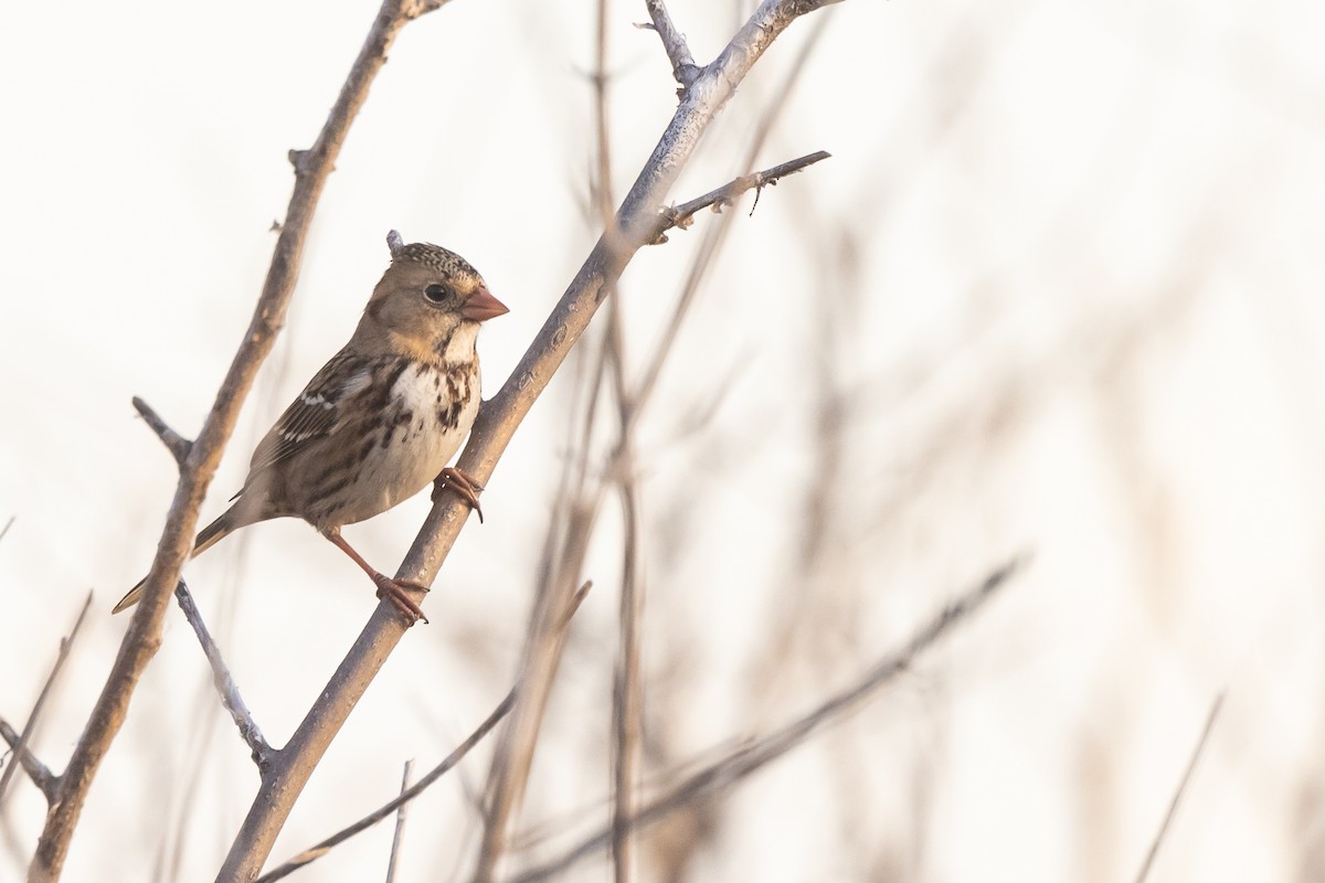 Harris's Sparrow - ML626699157