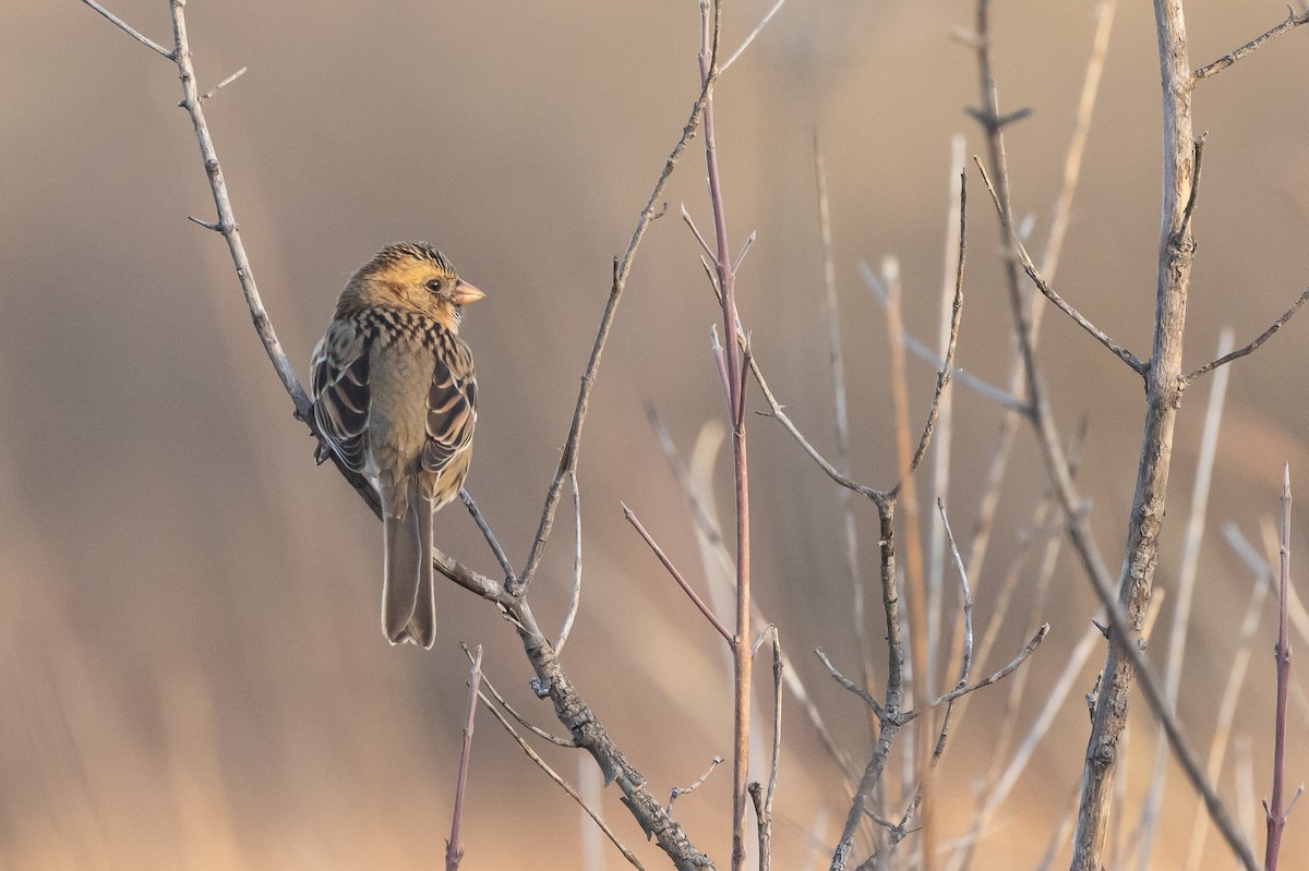 Harris's Sparrow - ML626699158