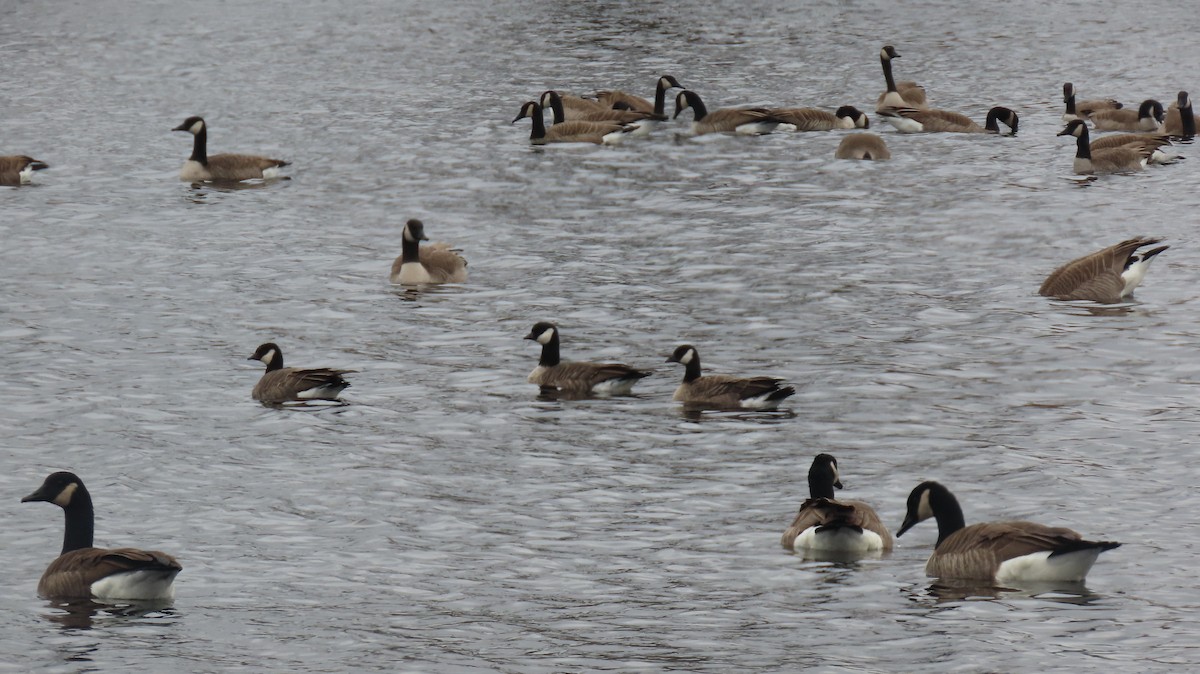 Cackling Goose - ML626699263