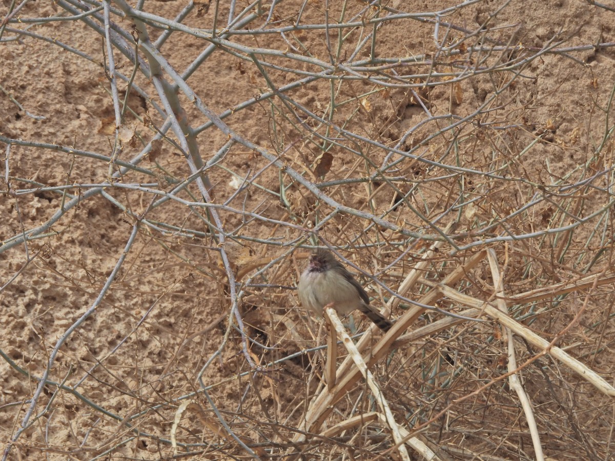 Graceful Prinia - ML626699322