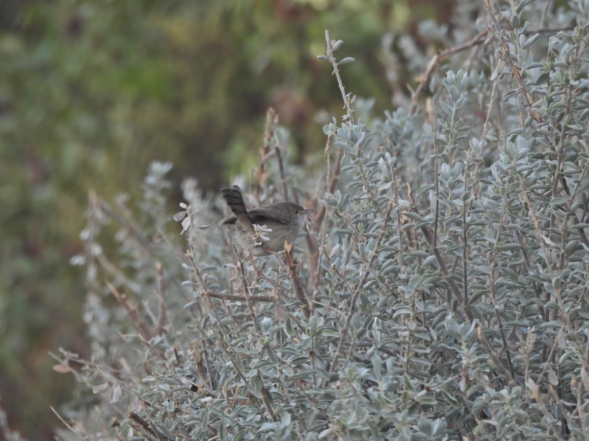 Graceful Prinia - ML626699411